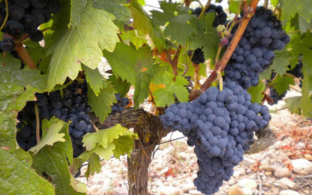 Concurso fotográfico 2015