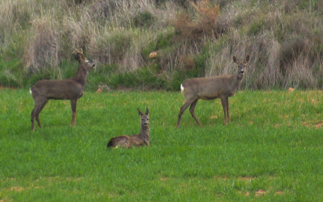 Pliego del coto de caza BU-10.280